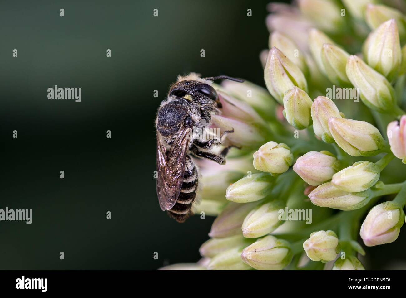 Fleur en forme d'abeille de WESTERN Leafcutter sur Sedum. La conservation des insectes et de la faune, la préservation de l'habitat et le concept de jardin de fleurs d'arrière-cour Banque D'Images