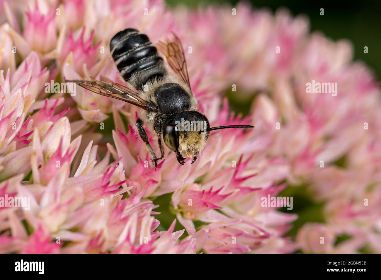 Fleur en forme d'abeille de WESTERN Leafcutter sur Sedum. La conservation des insectes et de la faune, la préservation de l'habitat et le concept de jardin de fleurs d'arrière-cour Banque D'Images