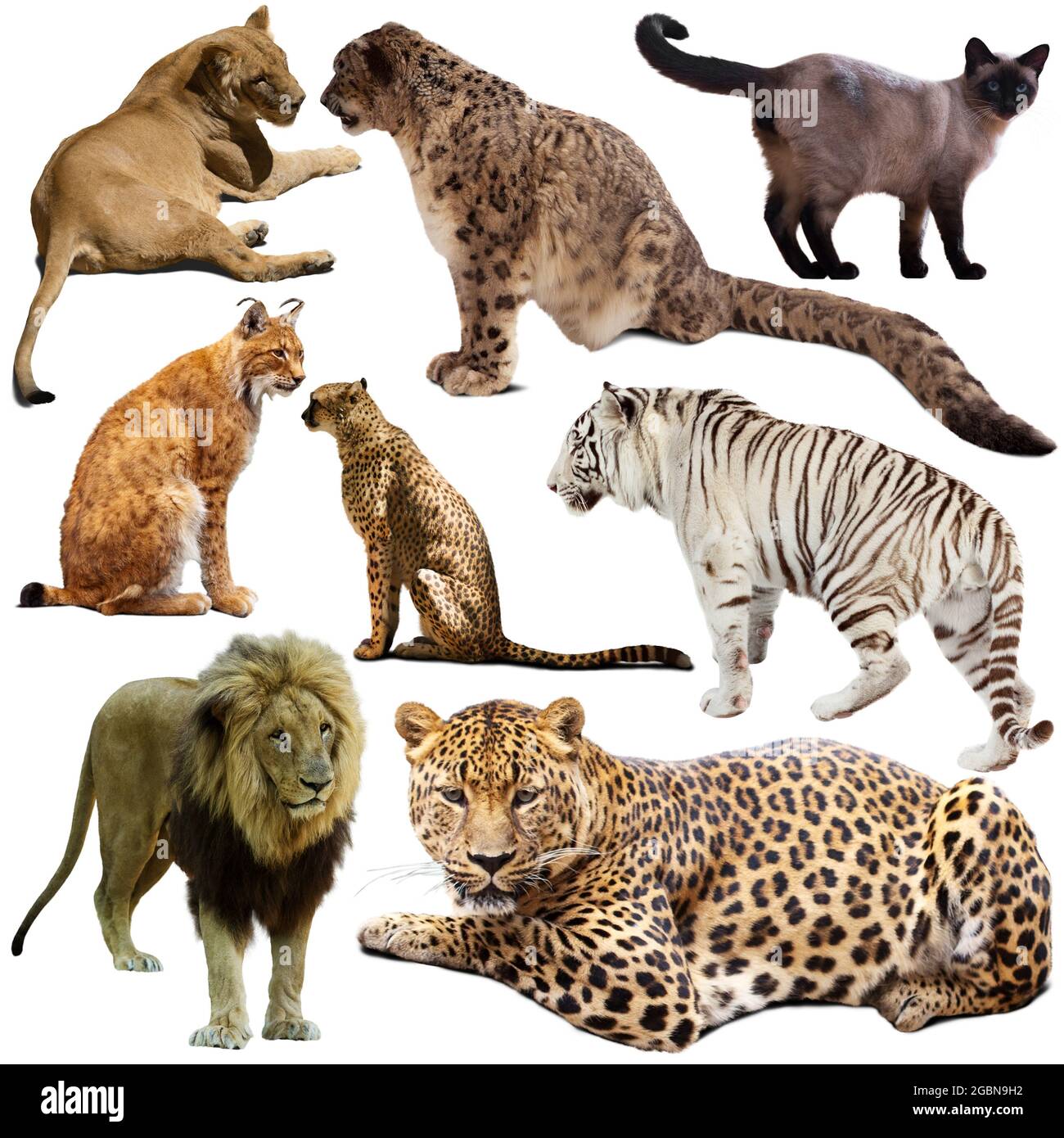 Ensemble de différents animaux de la famille des Felidae Banque D'Images