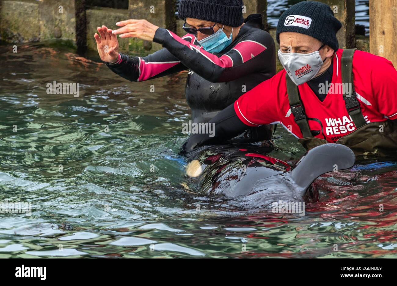 Bénévoles de sauvetage de baleines avec bébé Orca Banque D'Images