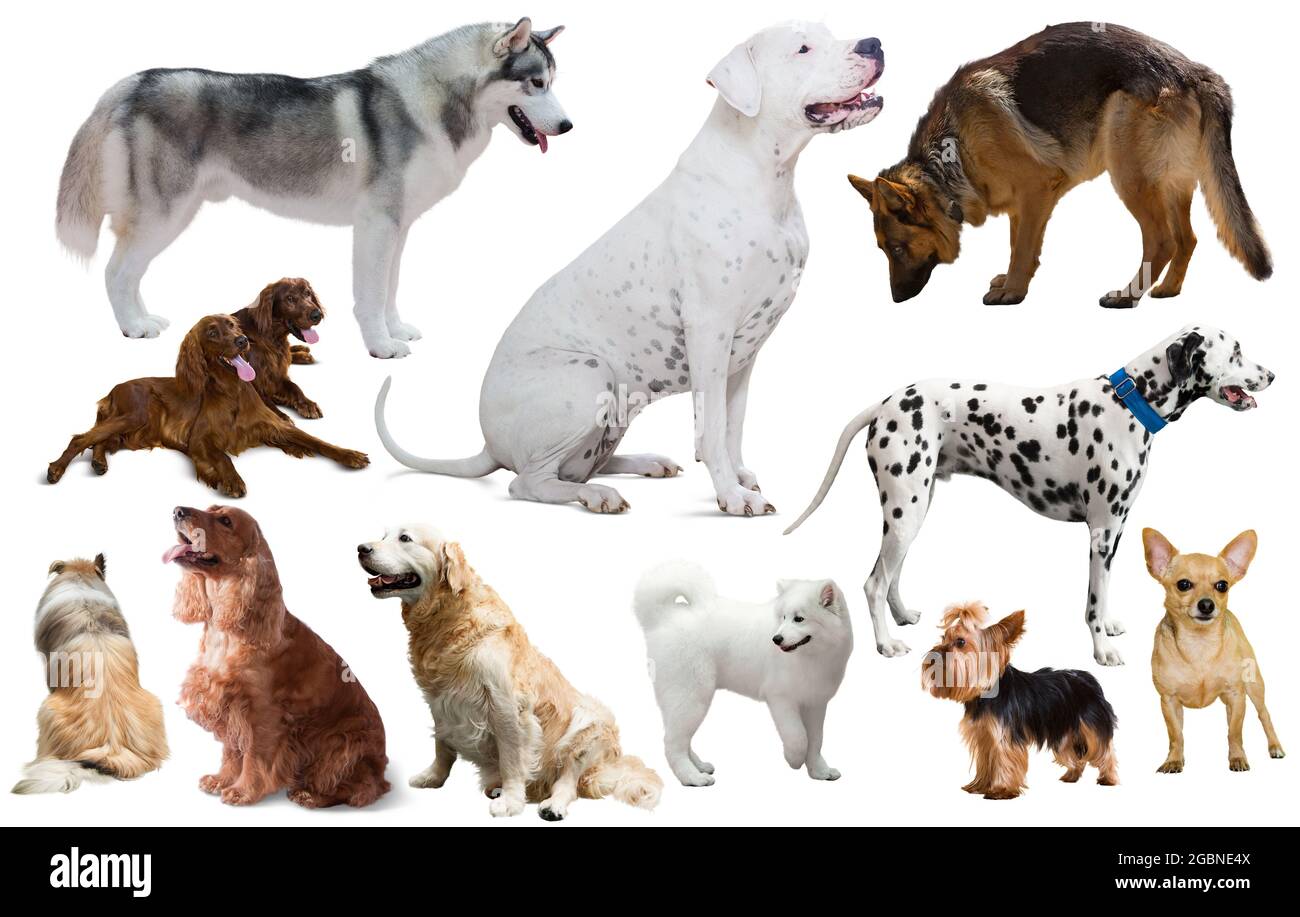 différentes races de chiens Photo Stock Alamy