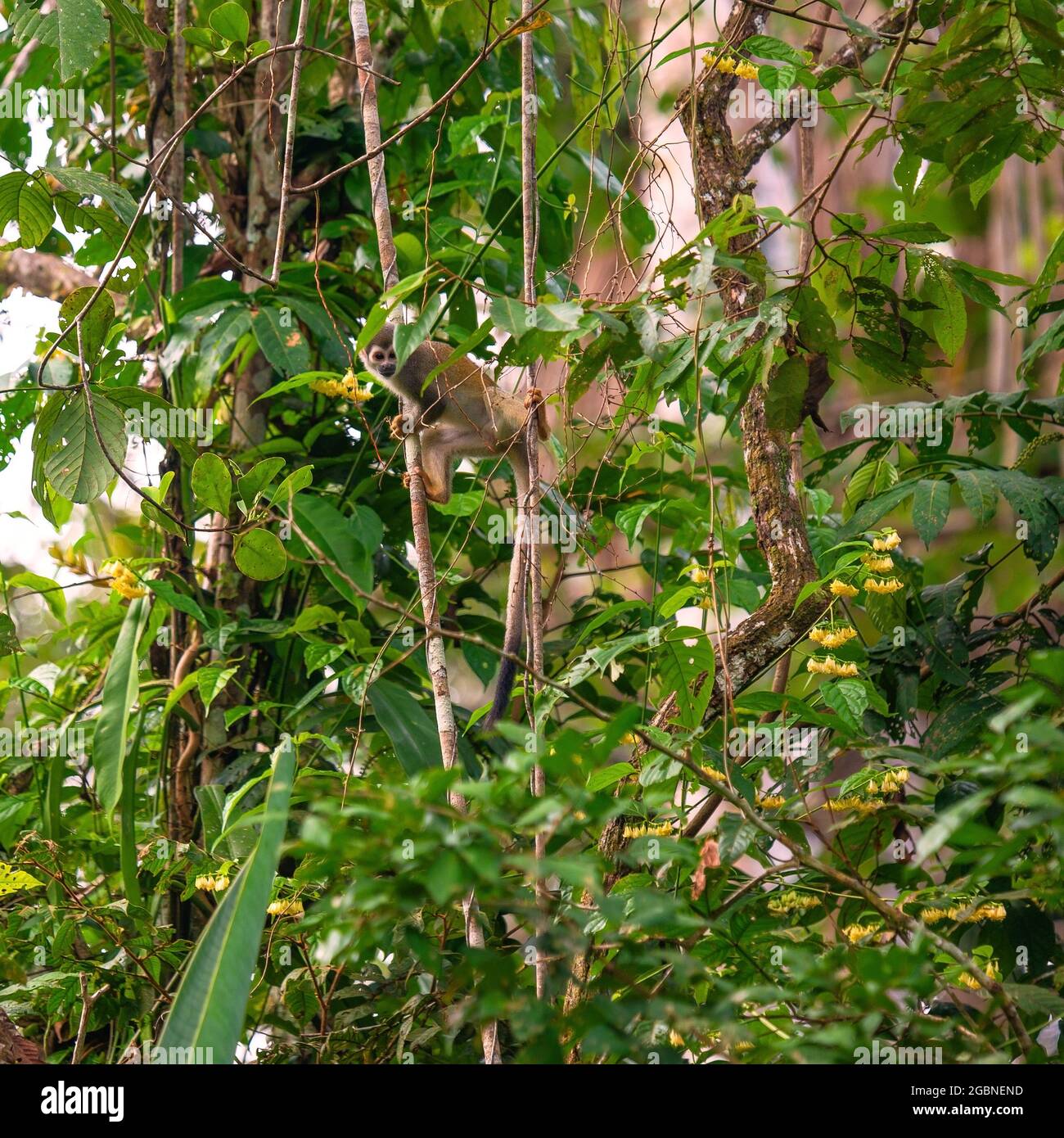Singe écureuil (Saimiri) dans son environnement naturel de la forêt amazonienne, parc national Yasuni, Équateur. Banque D'Images