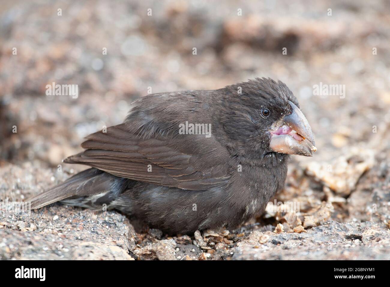 Grand Ground-Finch, la plus grande des finches de Darwin , mangeant une graine sur l'île de Genovesa dans les îles Galapagos. Geospiza magirostris Banque D'Images