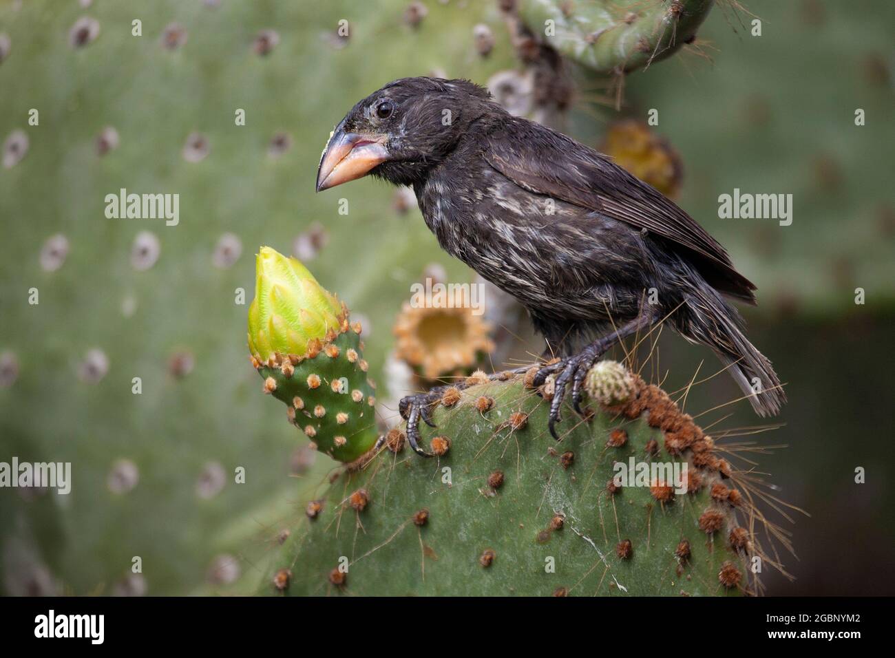Genovesa Cactus Finch (Geospiza propinqua) avec du pollen sur le bec provenant de l'alimentation sur la fleur de cactus de Pear de Prickly (Opuntia galapageia) dans les îles Galapagos Banque D'Images