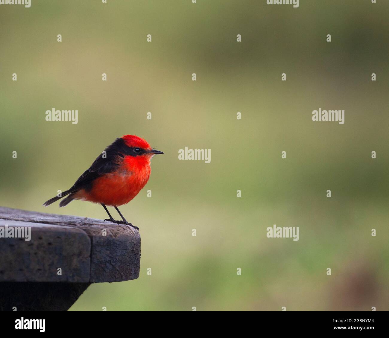 Oiseau vermillon du sud Banque de photographies et d’images à haute résolution Alamy