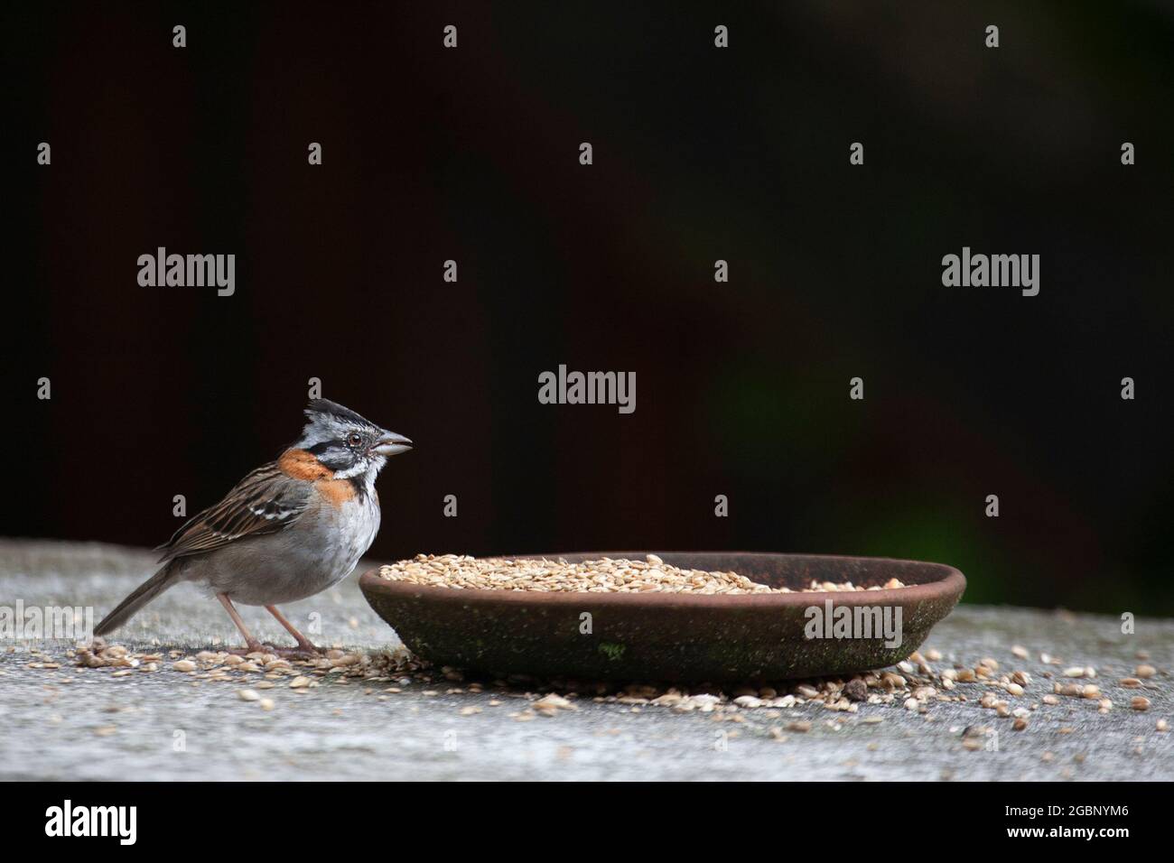 Bruant à colles rufous mangeant des graines d'un alimenteur de bol d'argile à Hacienda Cusin dans les Andes de l'Équateur (alias Sparrow andin). (Zonotrichia capensis) Banque D'Images