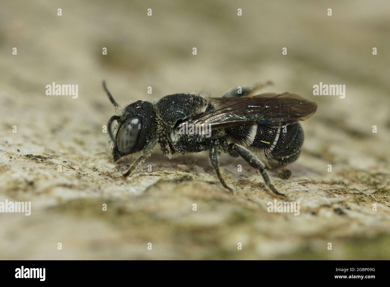 Photo macro d'une abeille en résine femelle, Heriades crenulatus, sur une surface en bois dans un jardin Banque D'Images