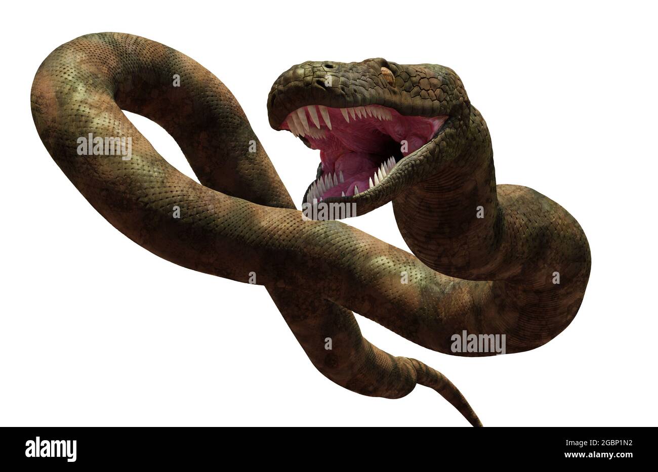 Titanoboa, le plus grand serpent qui ait jamais vécu, isolé sur fond blanc (illustration 3d) Banque D'Images