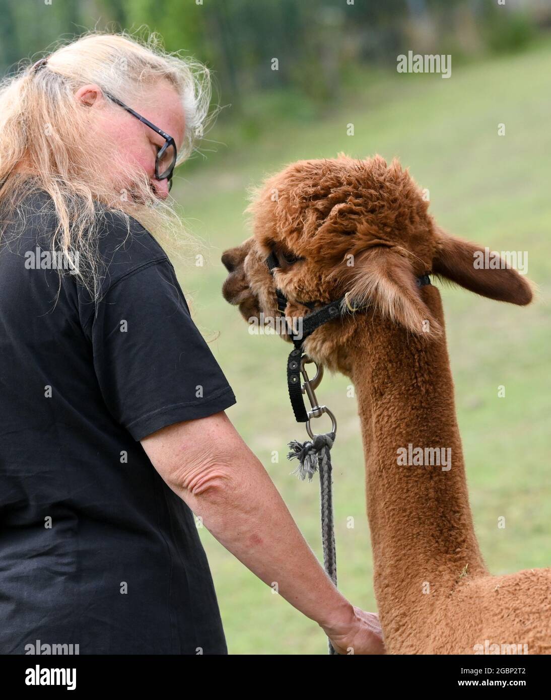 Strubensee, Allemagne. 02 août 2021. Sabine Hilger, éleveuse d'alpaga, dirige son étalon d'alpaga Solarius par le haltère sur les terres de sa ferme de reproduction d'alpaga 'Alpaca nigra' à Strubensee près de Lindow (Mark). Depuis 2009, un troupeau d'environ 70 alpagas s'est rassemblé. Ils sont divisés en différents groupes. Les mares et les étalons sont strictement séparés. Des promenades en alpaga sont également proposées en petits groupes de huit animaux. Dans la boutique de la ferme il y a des produits fabriqués à partir de la laine d'alpaga particulièrement douce. Credit: Jens Kalaene/dpa-Zentralbild/ZB/dpa/Alay Live News Banque D'Images
