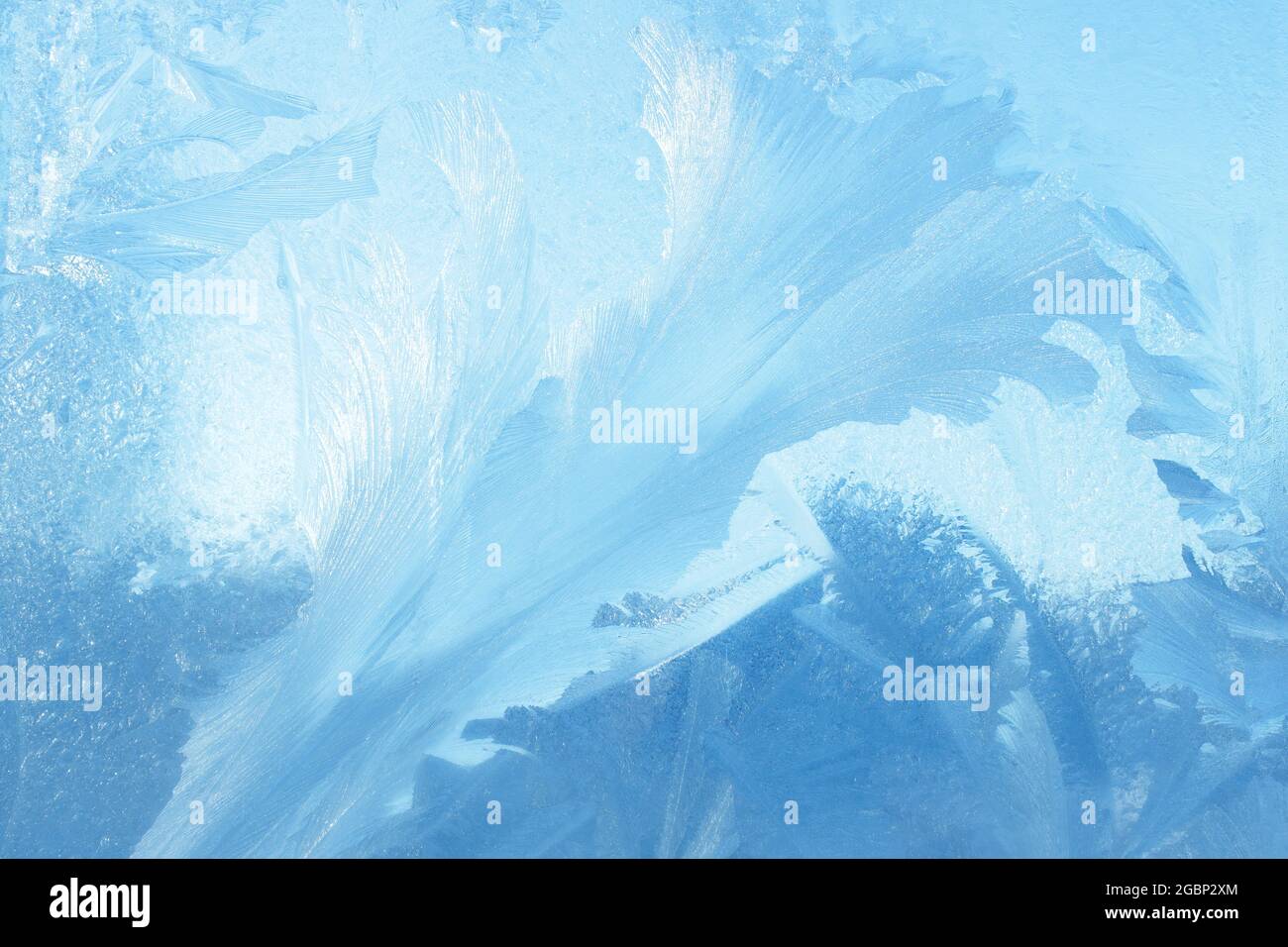 Fleurs givrées sur une surface plane gelée dans la texture d'arrière-plan de la glace bleu d'hiver Banque D'Images