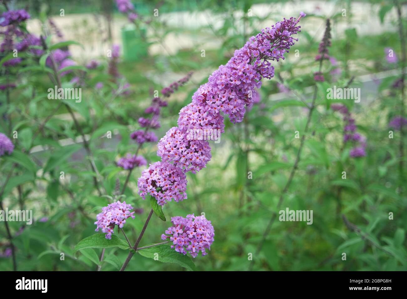 Violet été Lilas Buddleja davidi Fleur dans le jardin Banque D'Images