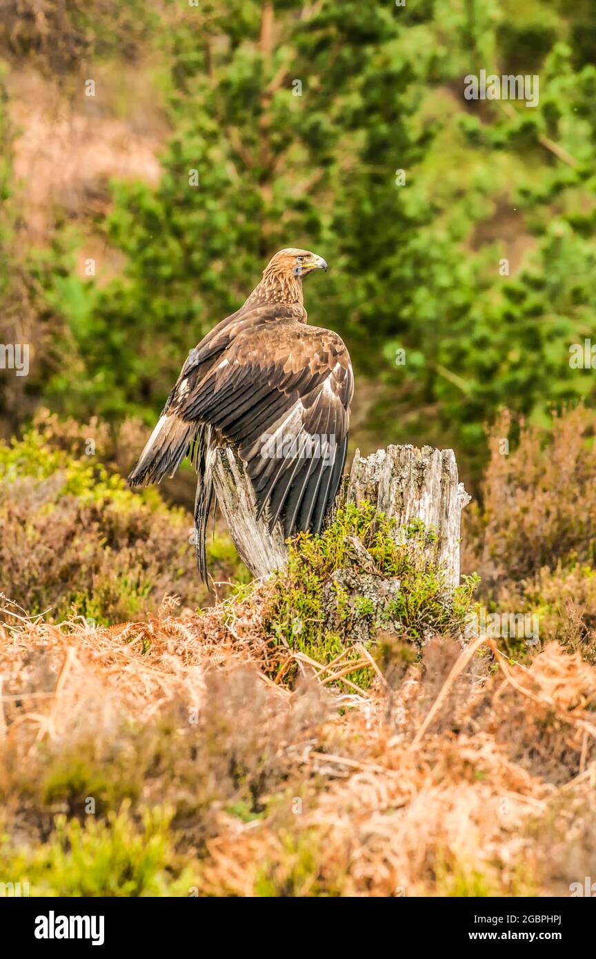 Aigle d'or (Aquila chrysaetos) sur le regard dans le parc national de Cairngorms, crédit:John Fairclough / Avalon Banque D'Images