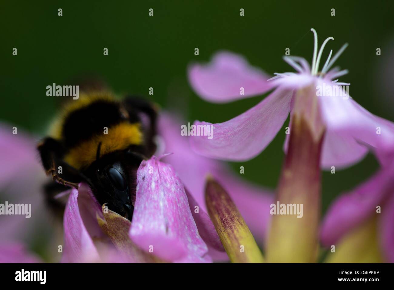 Les bourdons (Bombus hortorum jardin) Banque D'Images
