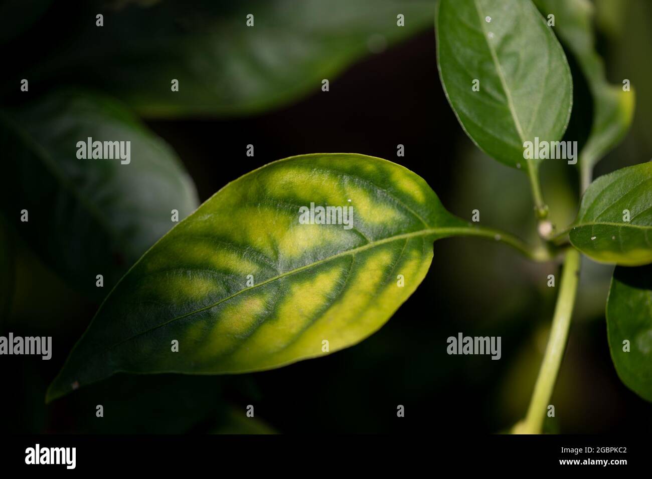 Un exemple de carence en magnésium dans une plante. C'est une plante de piment de Jalapeno dans une serre en Angleterre en août Banque D'Images