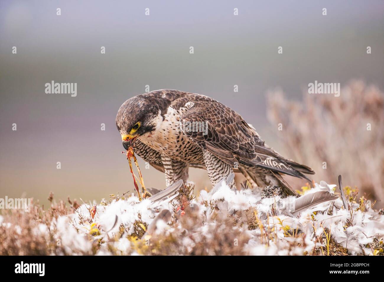 Faucon pèlerin (Falco peregrinus) se nourrissant de proies, Écosse. Captive, crédit : John Fairclough / Avalon Banque D'Images