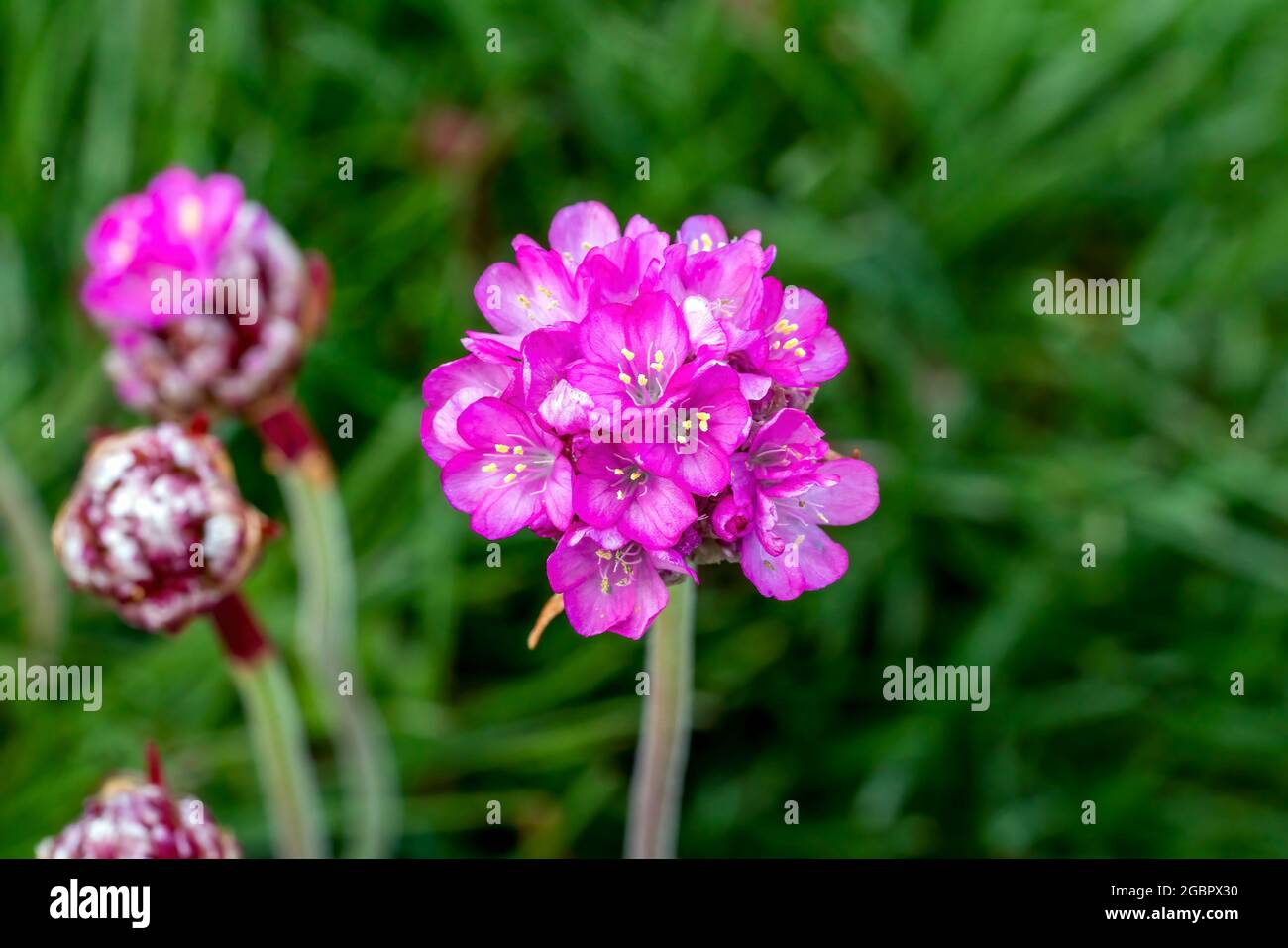 Armeria maritima plante à fleurs printanière d'été avec une fleur rose de printemps communément connue sous le nom de thrift de mer, image de stock photo Banque D'Images
