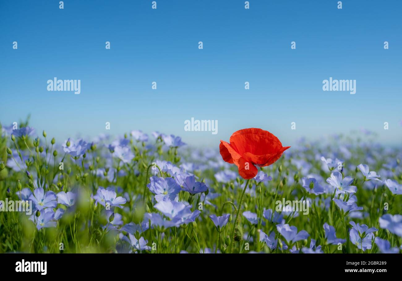 Un coquelicot est élevé parmi un champ de lin et de coquelicots sur les South Downs. Banque D'Images