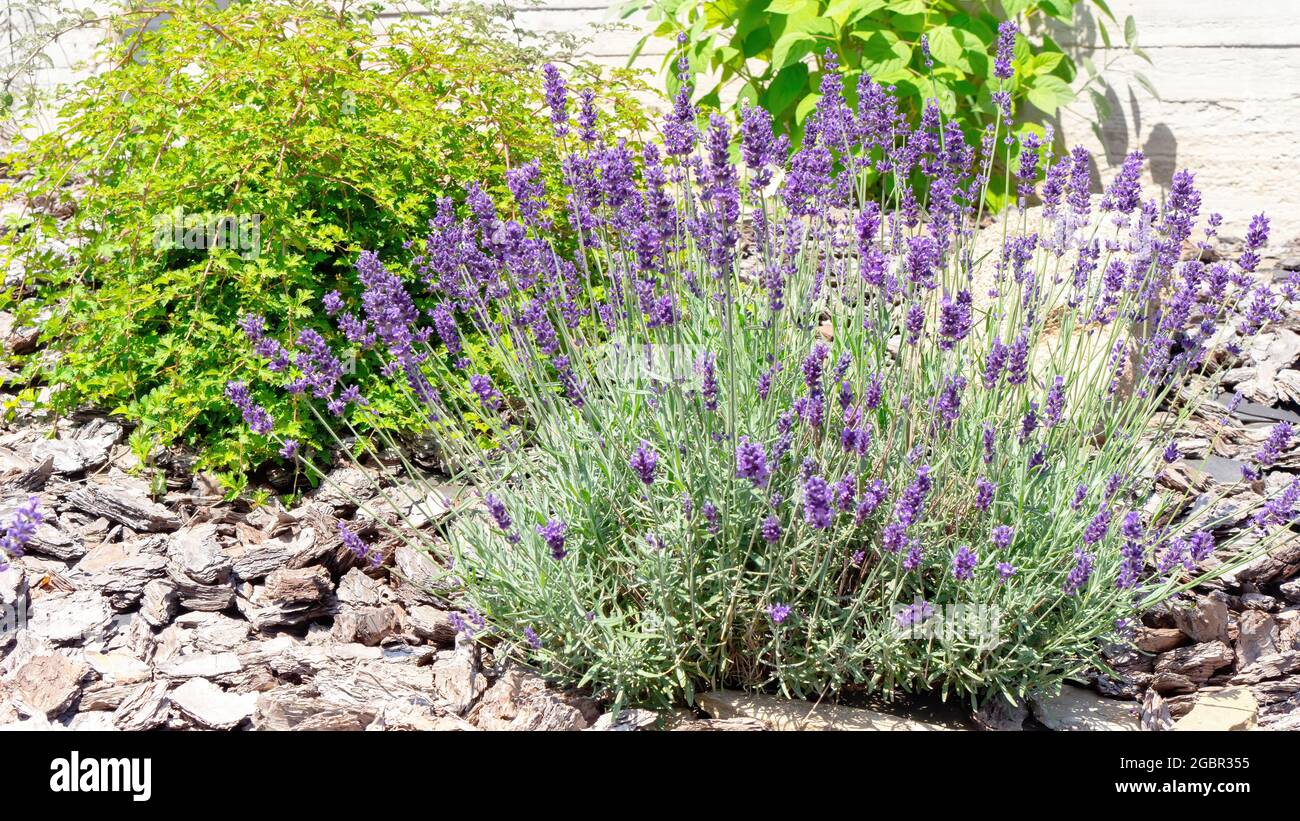 Un magnifique Bush de lavande fleurit dans un jardin de style provençal.  Écorce de pin comme couverture décorative de parterres de fleurs. La lavande  fleurit comme matière première Photo Stock - Alamy