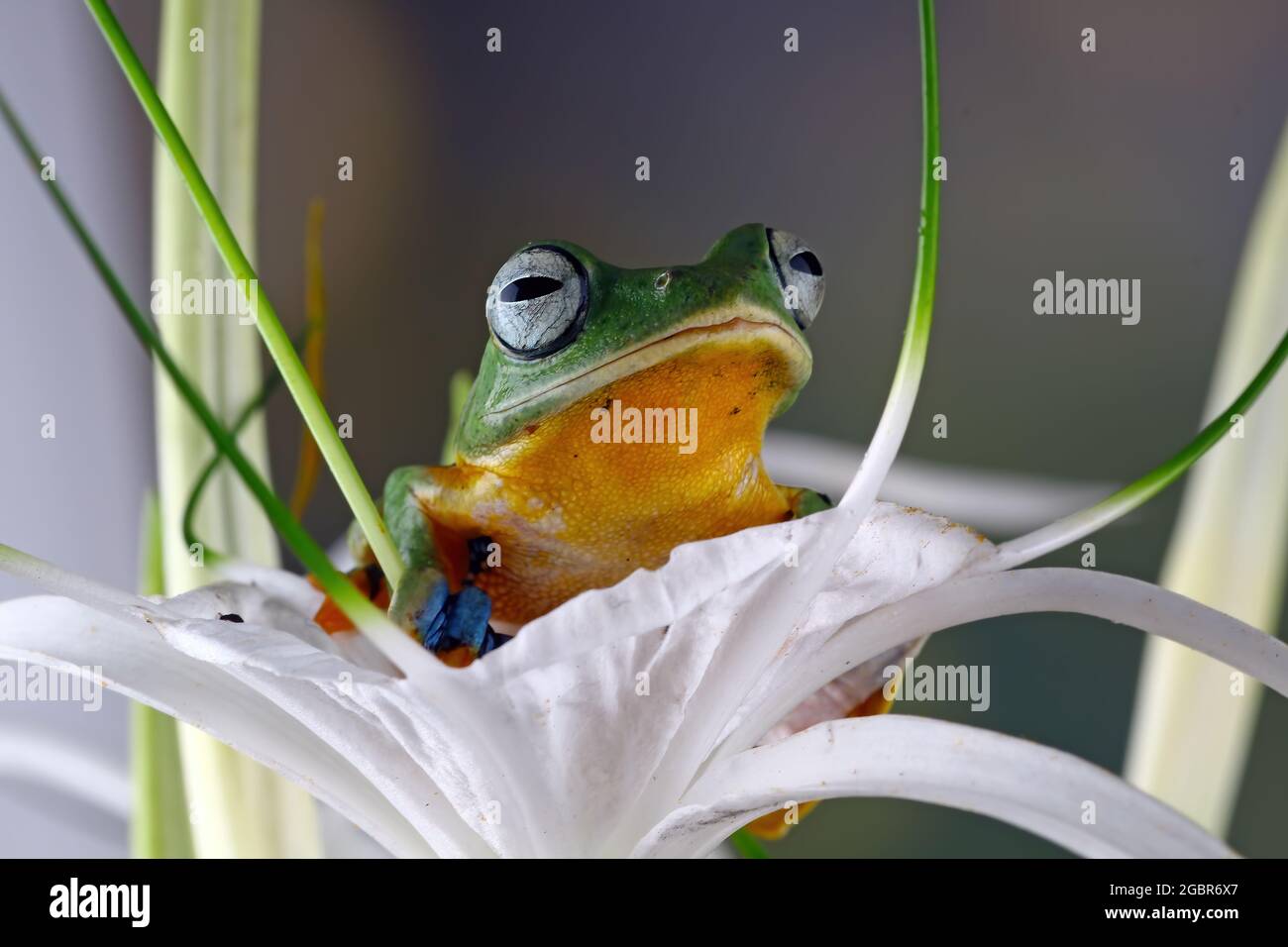 grenouille d'arbre sur fleur Banque D'Images