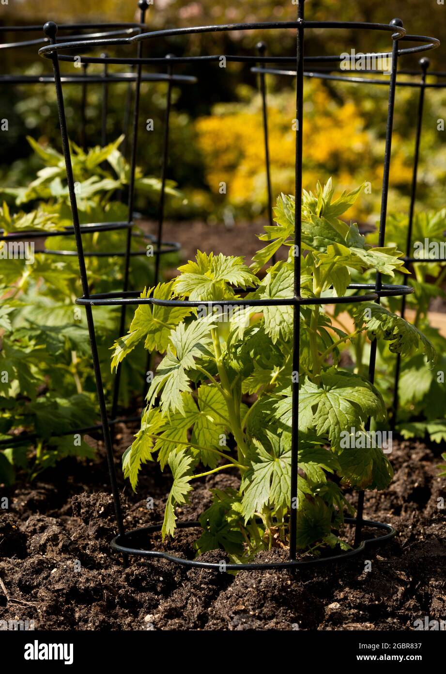 Jeunes plantes Delphinium avec supports dans un lit surélevé Banque D'Images