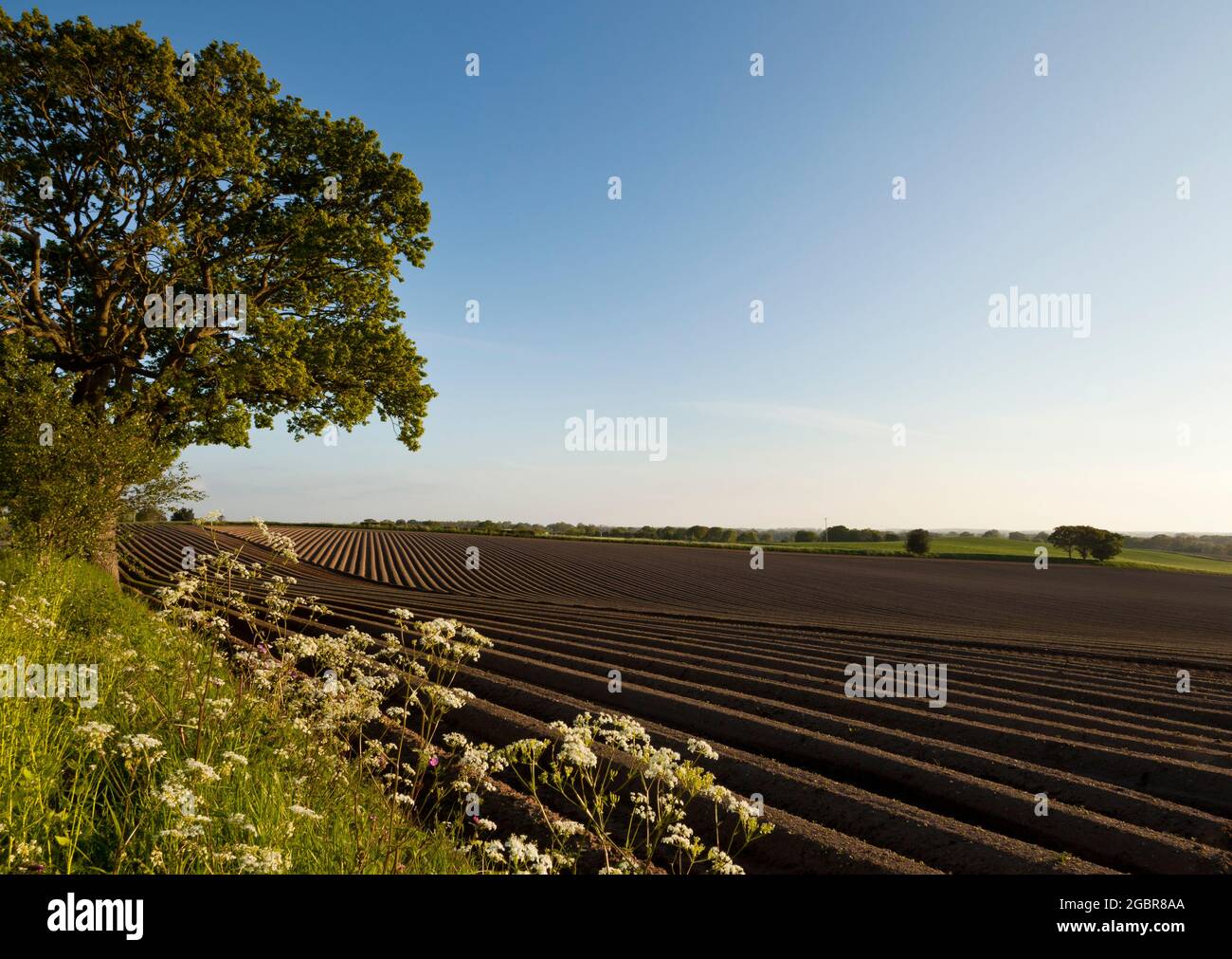 Haie de fleurs sauvages entourant un champ de pommes de terre Banque D'Images