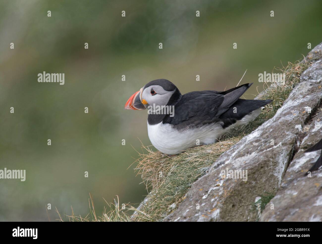 Atlantic Puffin, Fratercula artica, s'assit au bord de la falaise, île de Lunga, Écosse Banque D'Images