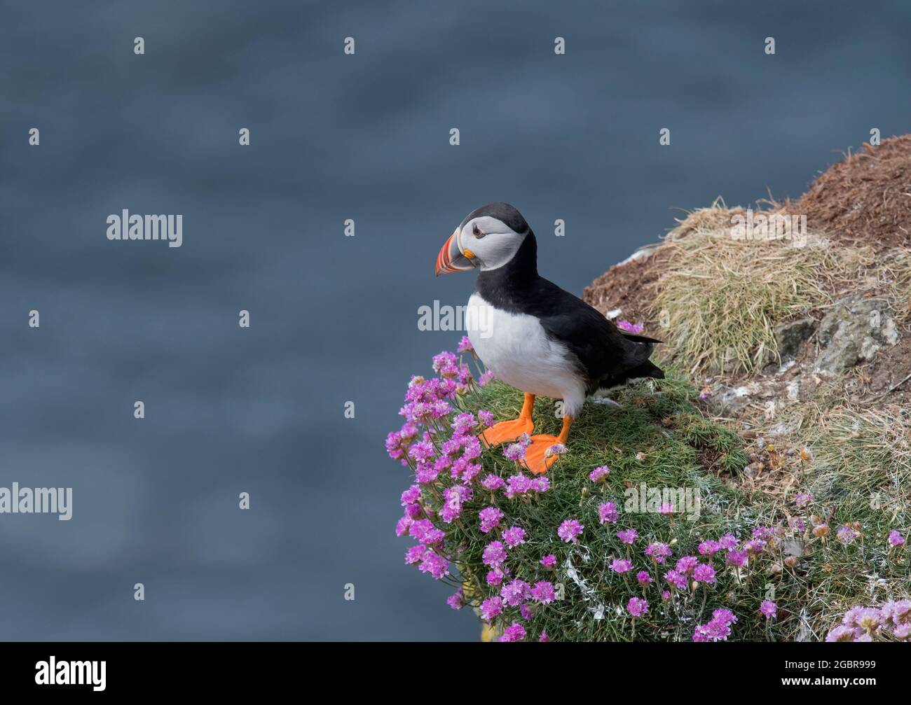 Atlantic Puffin, Fratercula artica, rose marine, île de Lunga, Écosse Banque D'Images