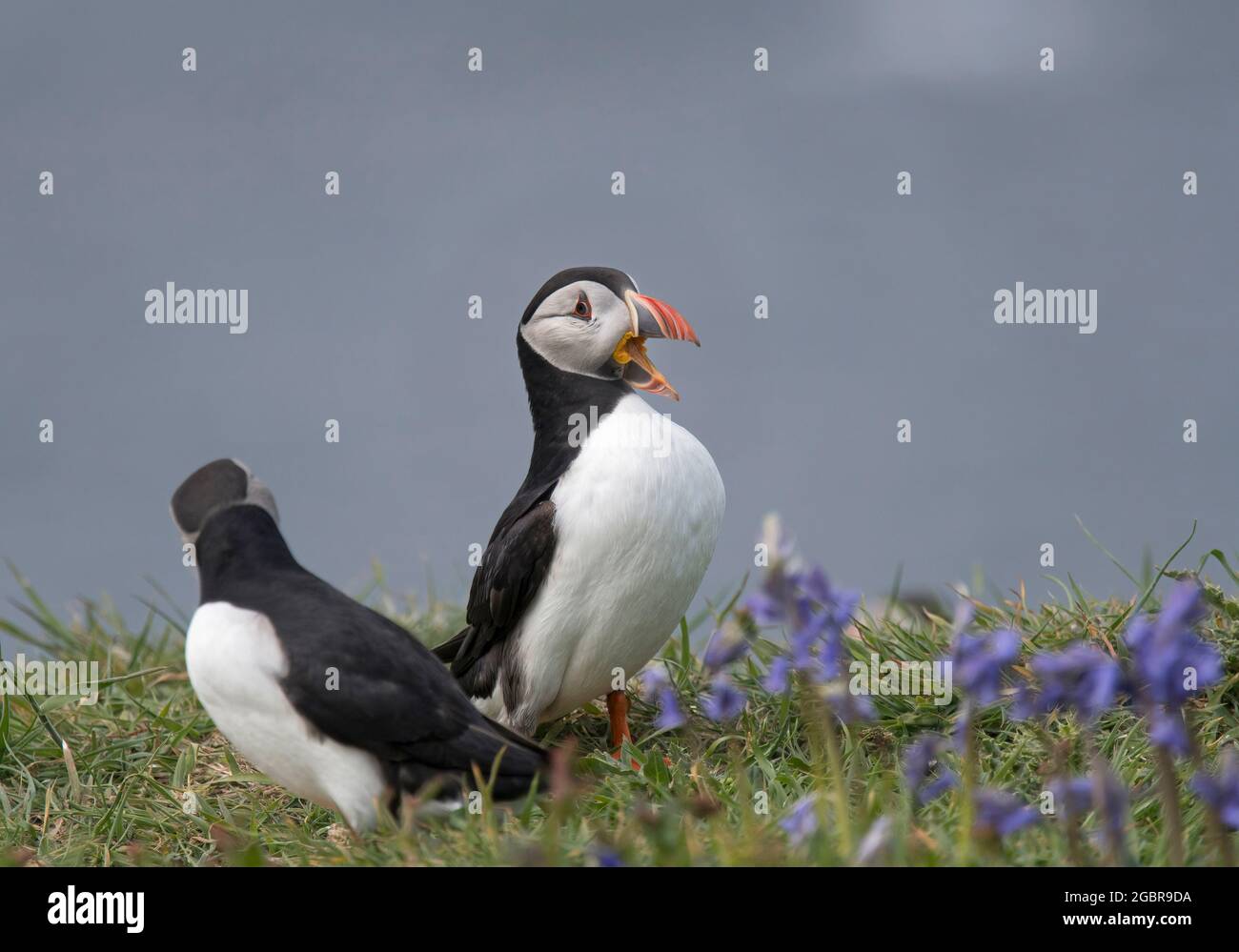 Atlantic Puffin, Fratercula artica, Calling, île de Lunga, Écosse Banque D'Images