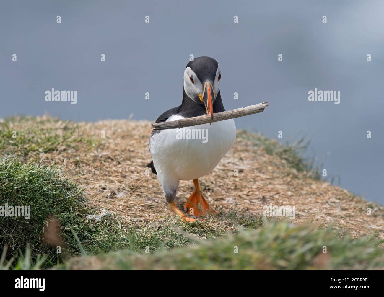 Atlantic Puffin, Fratercula artica, avec matériel de nidification, île de Lunga, Écosse Banque D'Images