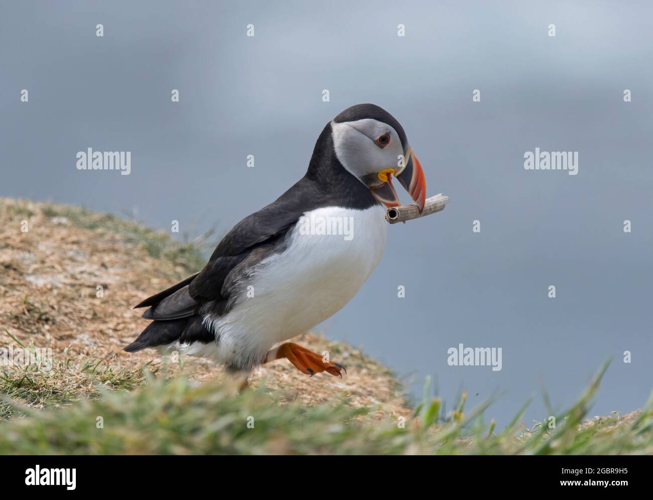 Atlantic Puffin, Fratercula artica, avec matériel de nidification, île de Lunga, Écosse Banque D'Images