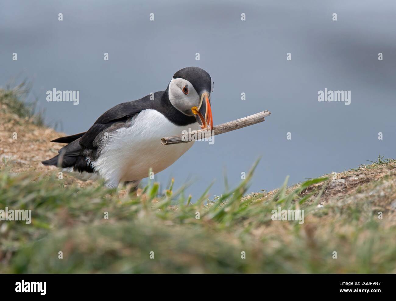 Atlantic Puffin, Fratercula artica, avec matériel de nidification, île de Lunga, Écosse Banque D'Images
