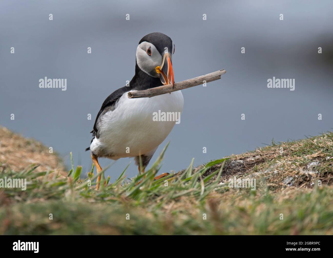 Atlantic Puffin, Fratercula artica, avec matériel de nidification, île de Lunga, Écosse Banque D'Images