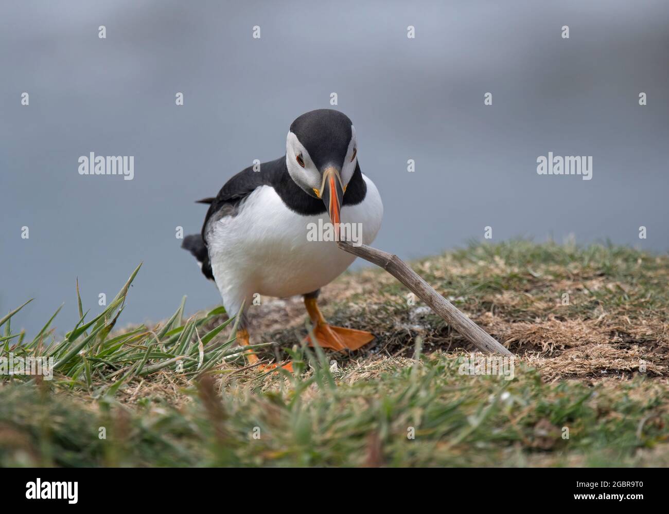 Atlantic Puffin, Fratercula artica, avec matériel de nidification, île de Lunga, Écosse Banque D'Images