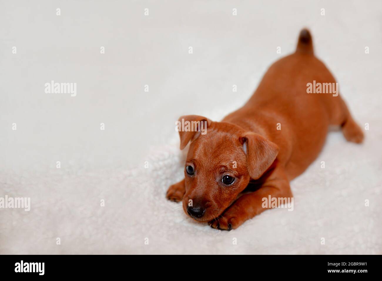 Un mini chiot de Pinscher sur un fond clair. Un petit chien mignon. Un  gamin ludique. Un chien brun. Un animal de compagnie charmant. Gros plan,  portrait Photo Stock - Alamy