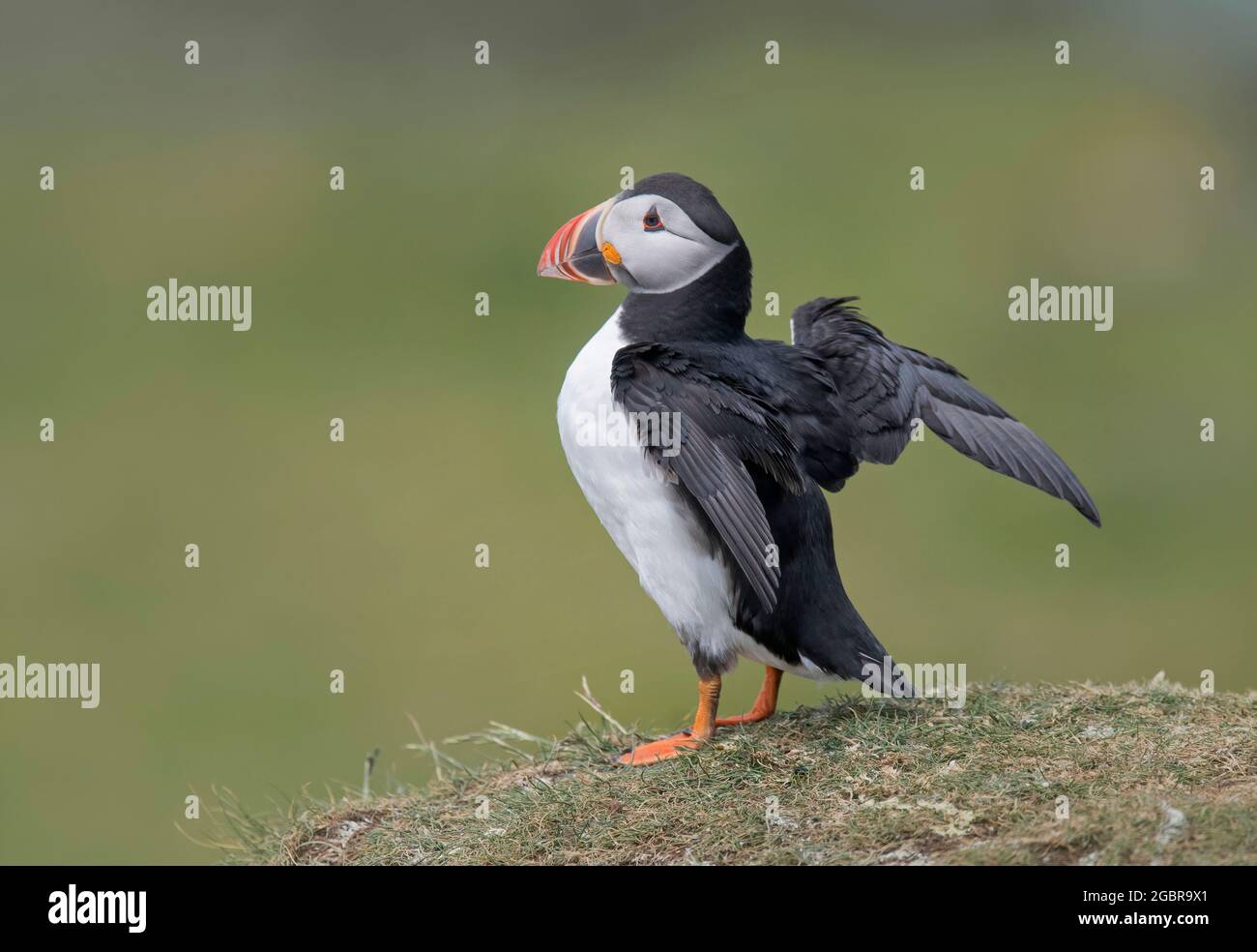 Atlantic Puffin, Fratercula artica, ailes étirant, île de Lunga, Écosse Banque D'Images
