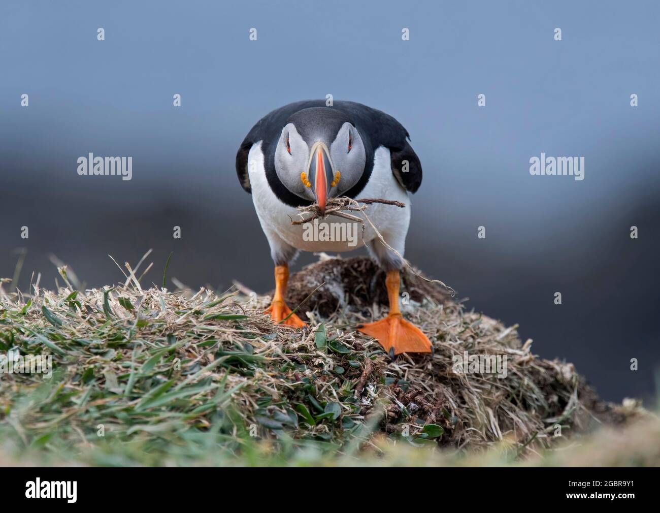 Atlantic Puffin, Fratercula artica, avec matériel de nidification, île de Lunga, Écosse Banque D'Images