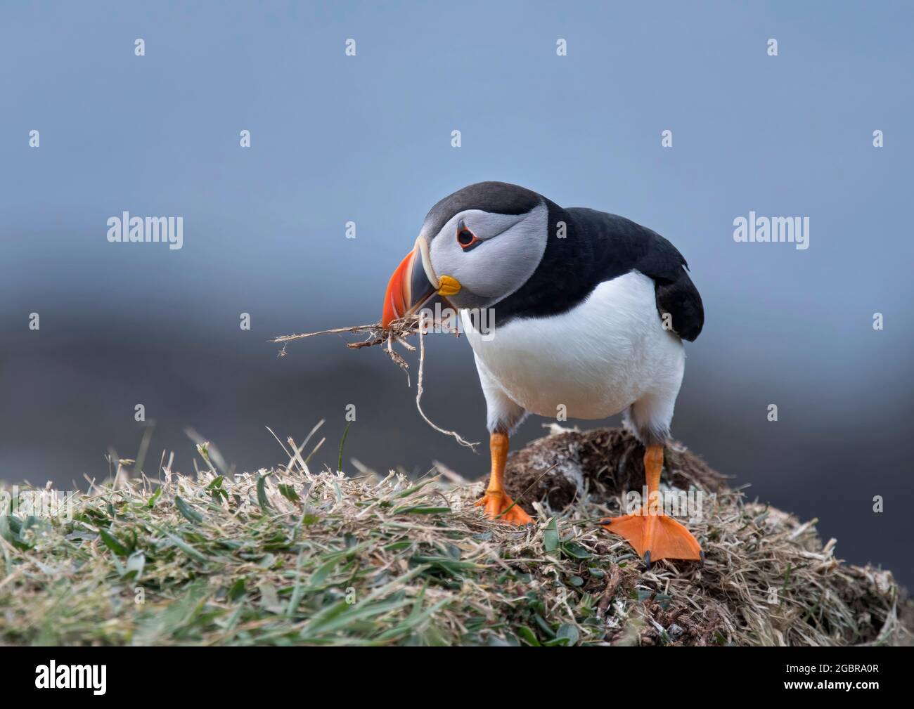 Atlantic Puffin, Fratercula artica, avec matériel de nidification, île de Lunga, Écosse Banque D'Images