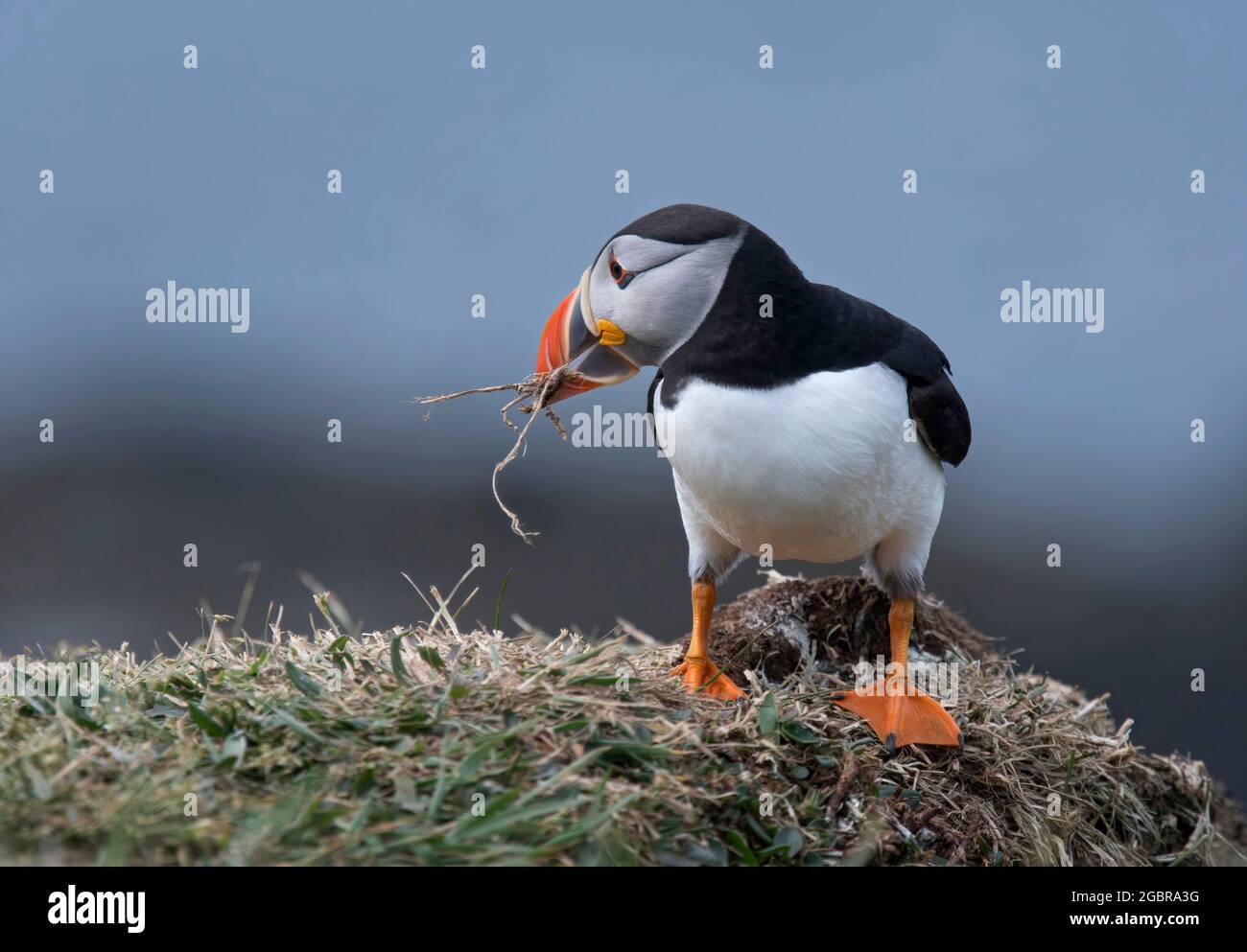 Atlantic Puffin, Fratercula artica, avec matériel de nidification, île de Lunga, Écosse Banque D'Images