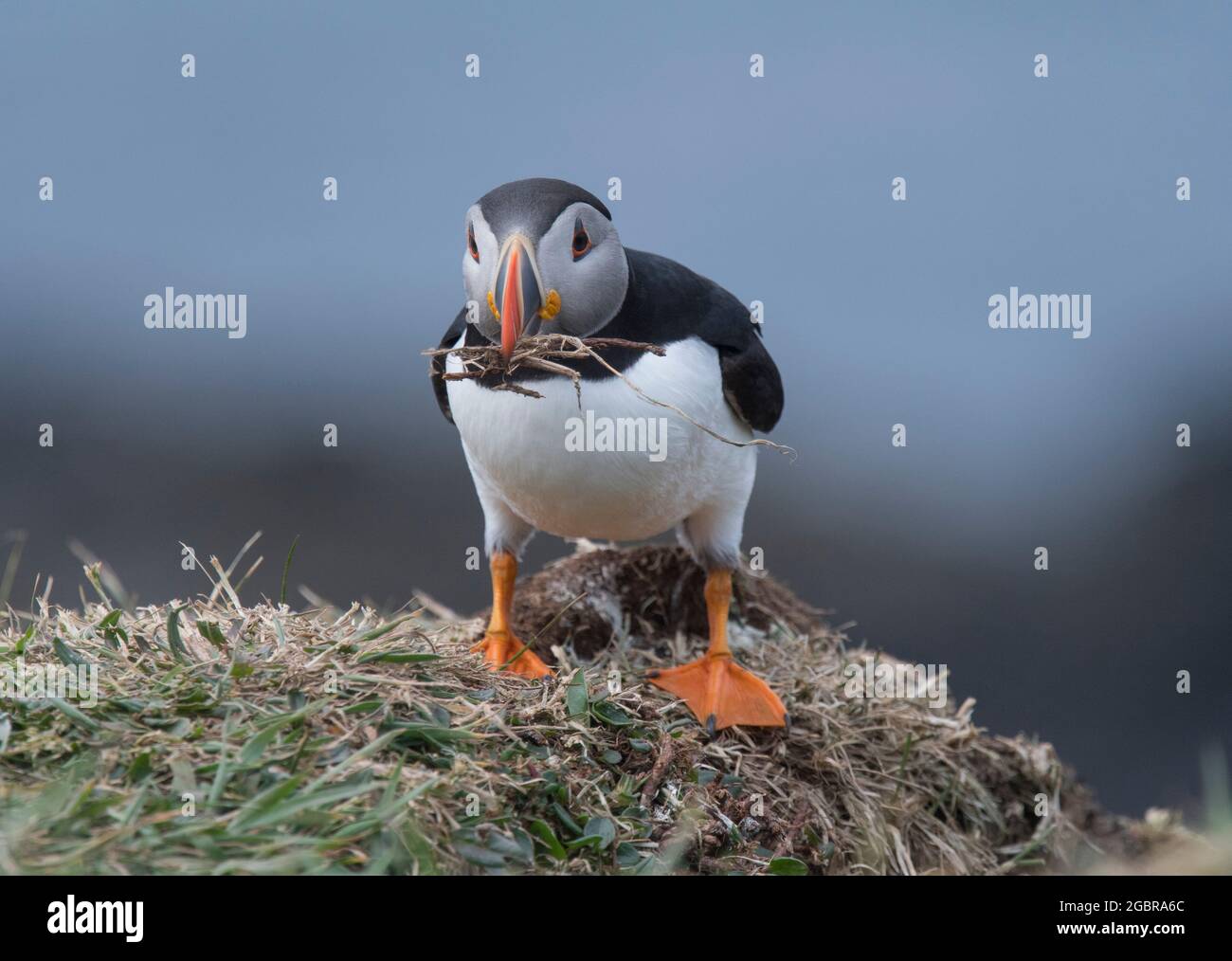 Atlantic Puffin, Fratercula artica, avec matériel de nidification, île de Lunga, Écosse Banque D'Images