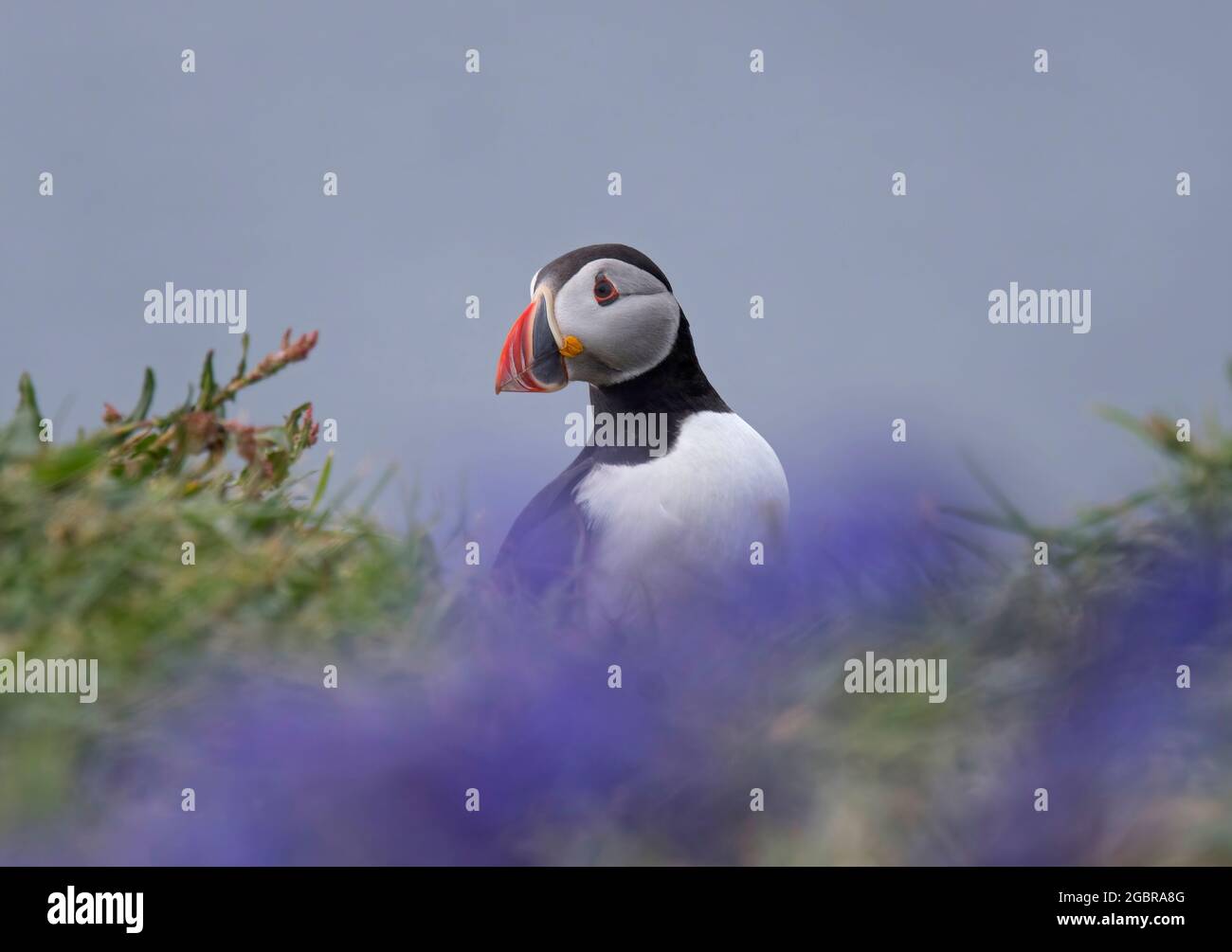 Atlantic Puffin, Fratercula artica, derrière les cloches, île de Lunga, Écosse Banque D'Images