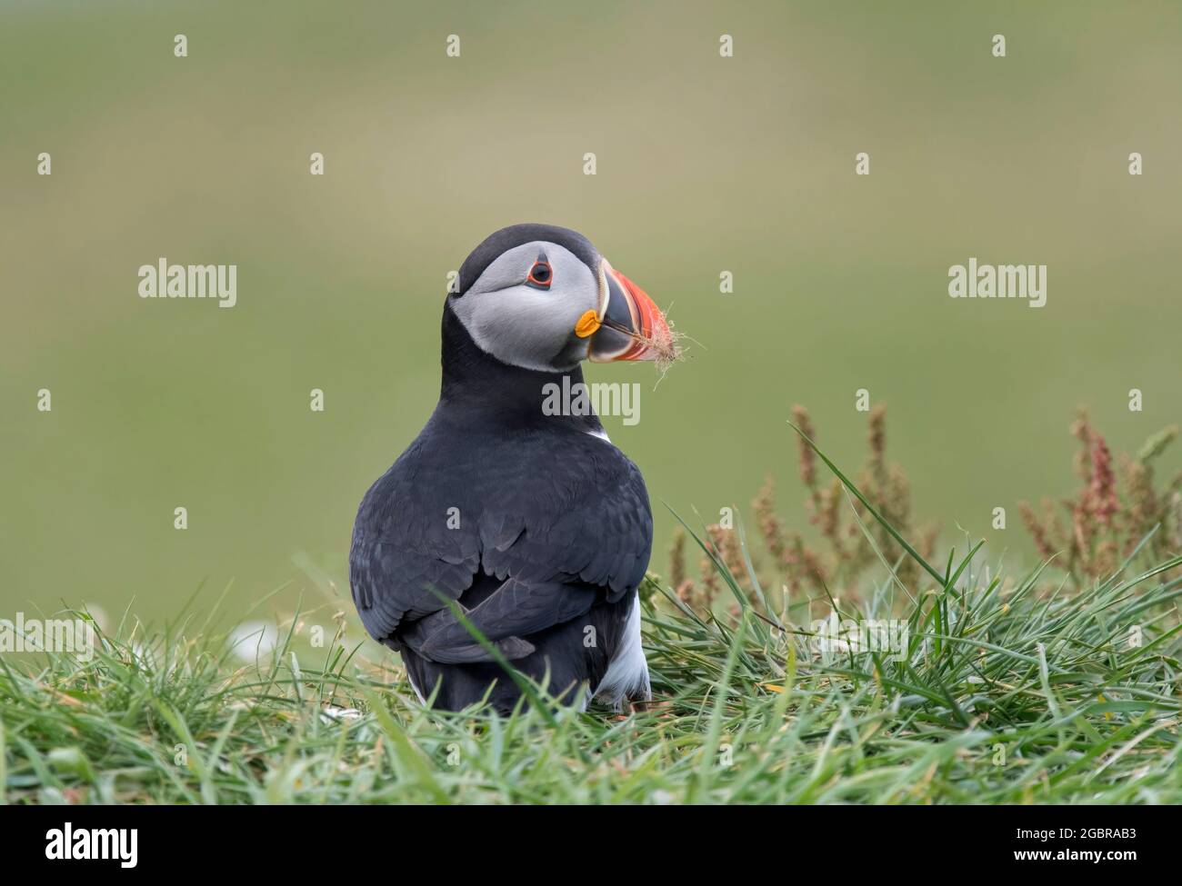 Atlantic Puffin, Fratercula artica, île de Lunga, Écosse Banque D'Images