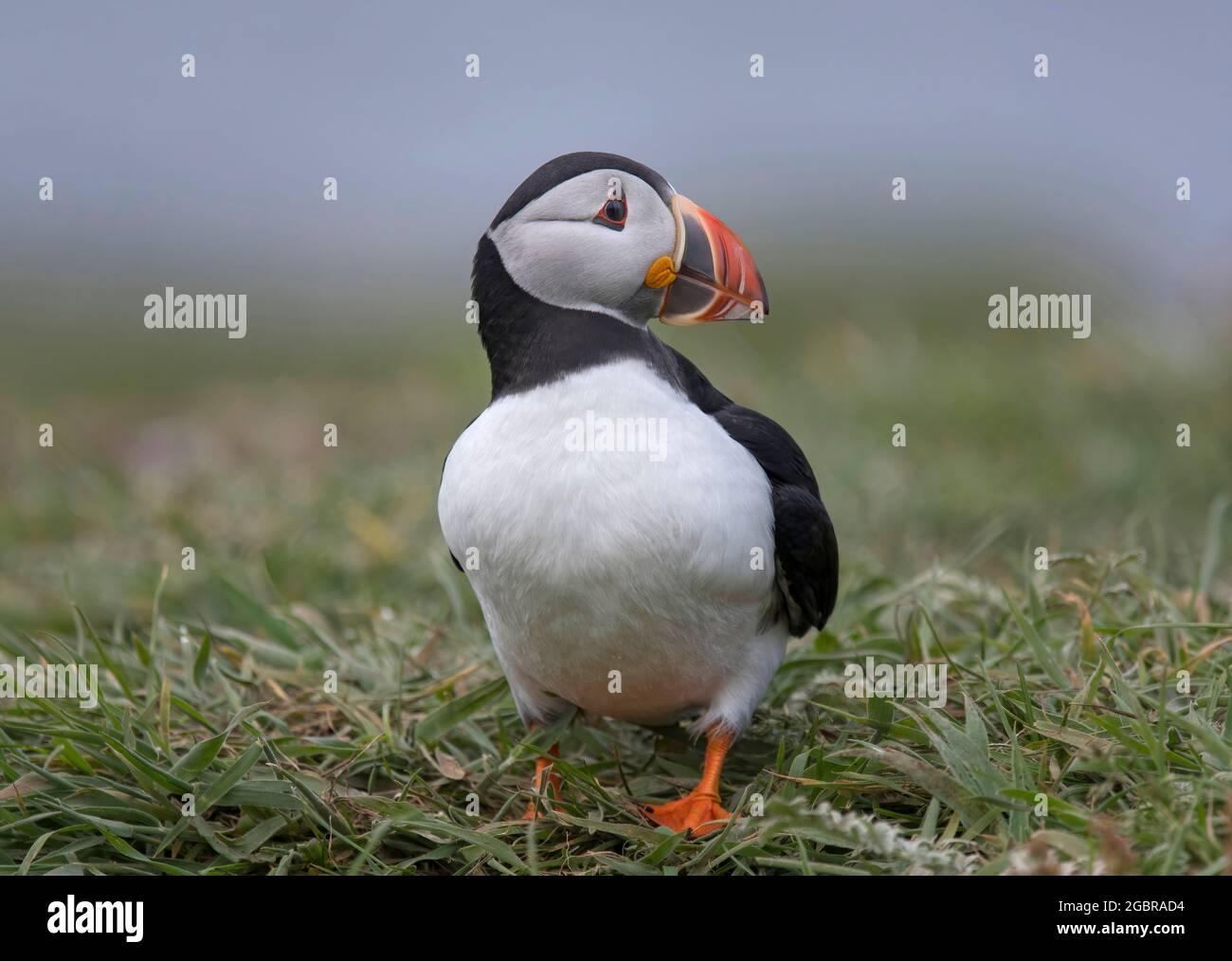 Atlantic Puffin, Fratercula artica, île de Lunga, Écosse Banque D'Images