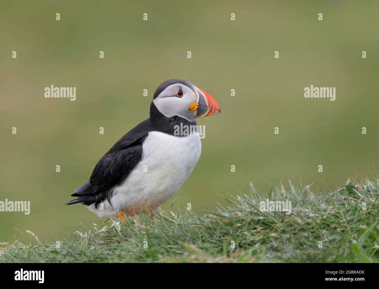 Atlantic Puffin, Fratercula artica, île de Lunga, Écosse Banque D'Images