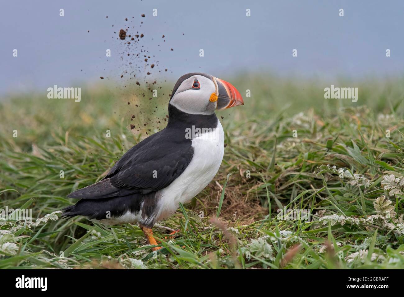 Atlantic Puffin, Fratercula artica, se trouvait à côté de la terriers, qui est en train d'être excavée, à l'île de Lunga, en Écosse Banque D'Images