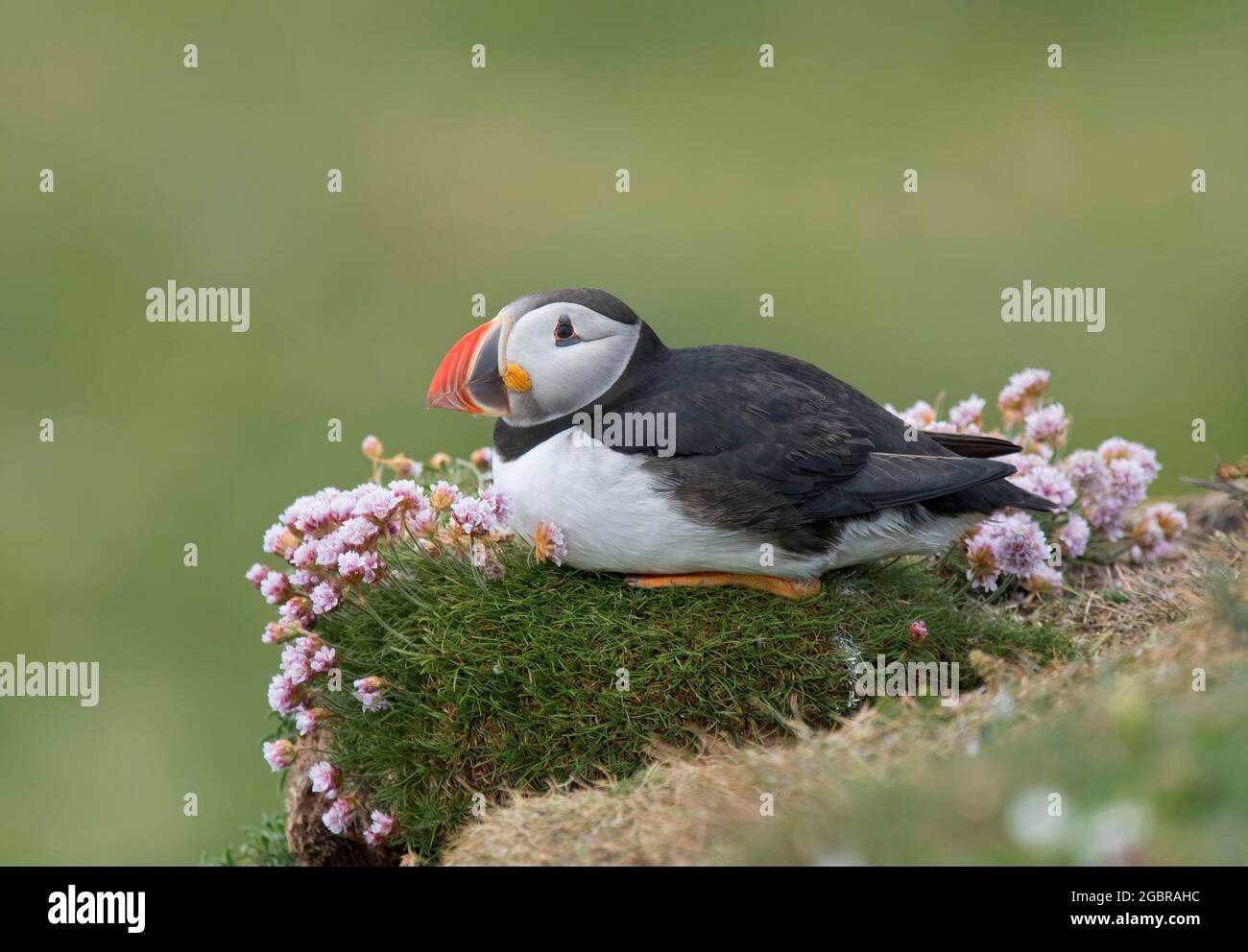 Atlantic Puffin, Fratercula artica, s'assit dans le rose marin, île de Lunga, Écosse Banque D'Images