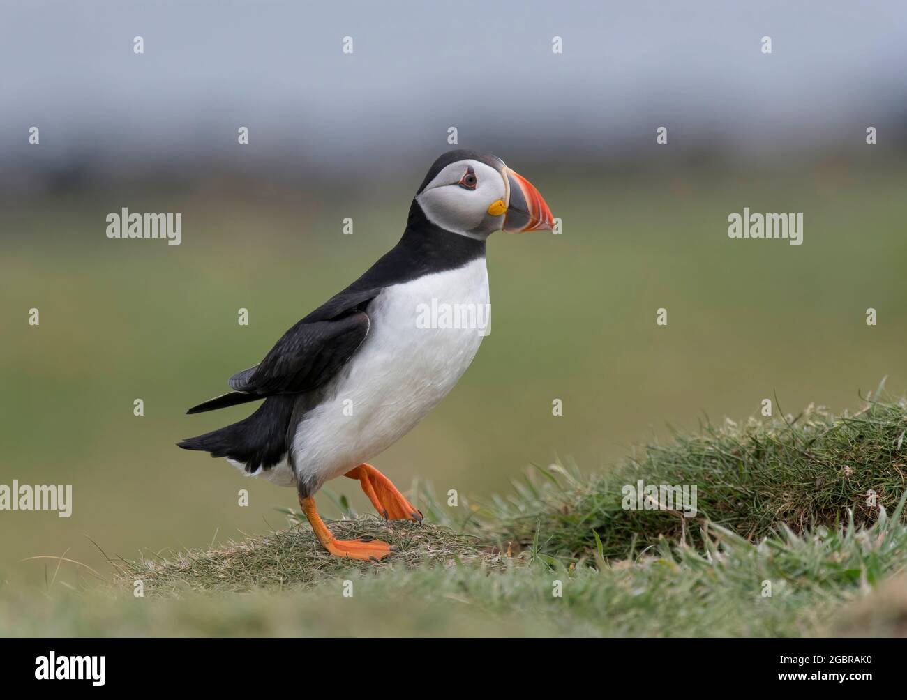 Atlantic Puffin, Fratercula artica, terriers extérieurs, île de Lunga, Écosse Banque D'Images