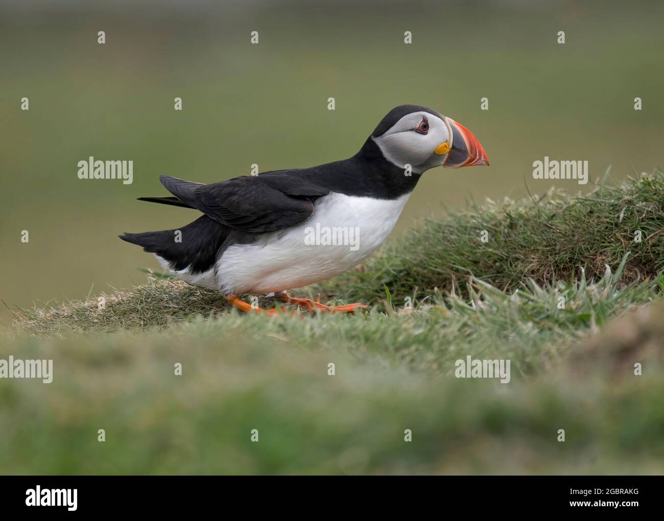 Atlantic Puffin, Fratercula artica, de retour à Burrow, île de Lunga, Écosse Banque D'Images