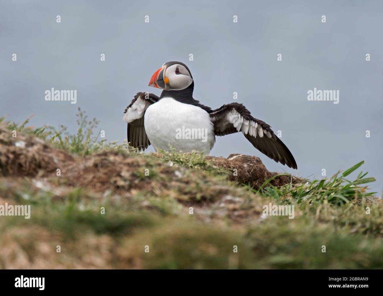 Atlantic Puffin, Fratercula artica, ailes étirant, sur l'île de Lunga, en Écosse Banque D'Images