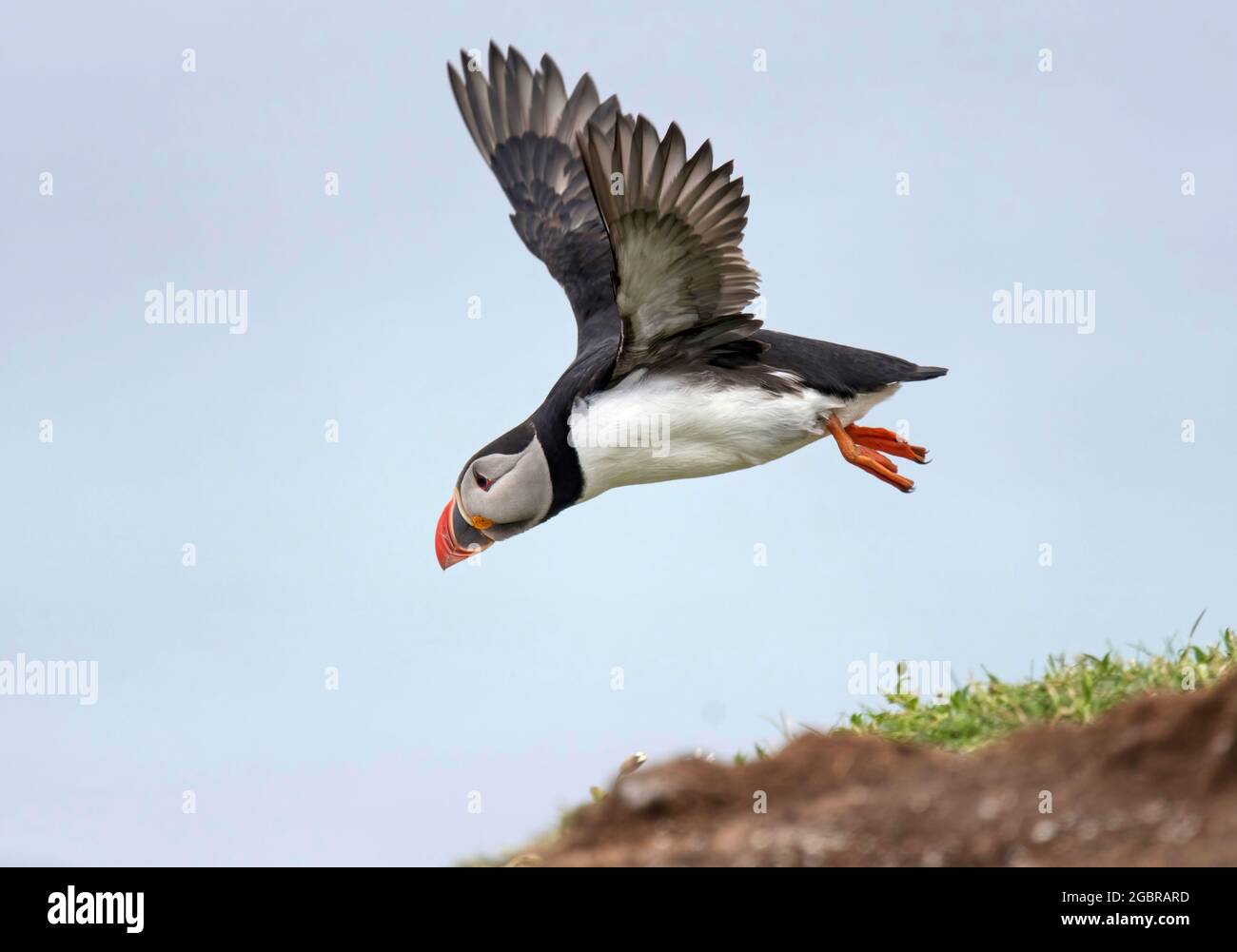 Atlantic Puffin, Fratercula artica, en vol, île de Lunga, Écosse Banque D'Images