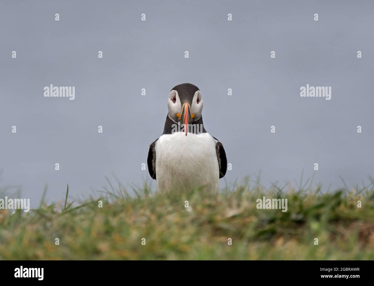 Atlantic Puffin, Fratercula artica, île de Lunga, Écosse Banque D'Images